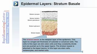 The Integumentary System  Whats the Epidermal Layer of the Skin [upl. by Eentirb80]