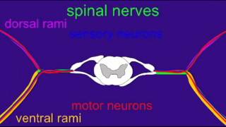 SPINAL CORD ROOTS AND RAMI [upl. by Airbas169]