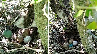 Brood parasitism Unspotted vs Spotted cowbird eggs [upl. by Andrej]