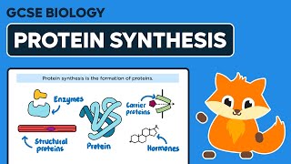 Protein Synthesis  GCSE Biology [upl. by Granese759]