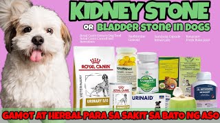 GAMOT SA KIDNEY STONE BLADDER STONE Urinary Track Infection IN DOGS dog shihtzu kidneydisease [upl. by Fae420]