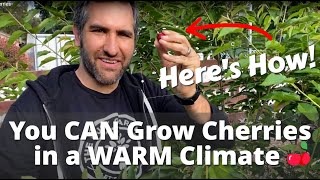 How Were Growing TONS of Cherries in SOUTHERN CALIFORNIA  Planting Low Chill Cherry Trees [upl. by Ledif]