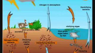 Food Chains Trophic Levels and Ecological Pyramids  PowerPoint  Tangstar Science [upl. by Nylednarb]