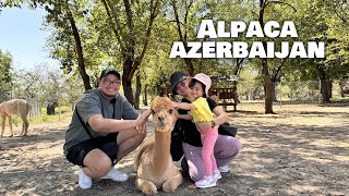 Alpaca Adventures in Azerbaijan  Family Fun amp First Encounters [upl. by Eatnoid246]