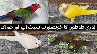 Lori parrot beautiful breeding setup and feed [upl. by Ahsineg]