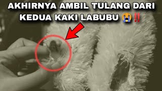 AKHIRNYA AMBIL TULANG DARI KEDUA KAKI LABUBU 😭‼️ [upl. by Illehs]