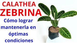 CALATHEA ZEBRINA Consejos de cuidado y mantenimiento [upl. by Llednov]