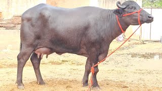 Aamir pathan aravali dairy gir cow Kishangarh is live 9414745465 [upl. by Gerkman]