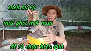 Kiểm tra và cách xử lý mai phôi mới mua để vô chậu trồng hiệu quả [upl. by Tarkany]