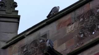 HOW to tell the Male amp Female PEREGRINE FALCON Apart Falco peregrinus [upl. by Israel]