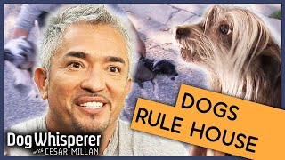 Out Of Control Dogs Rule Over Family 😬  Full Episode  S9 Ep 5  Dog Whisperer With Cesar Millan [upl. by Ecinnahs]