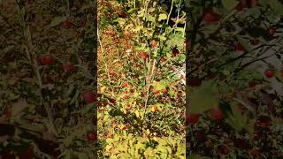 Harvesting the Red Huckleberry foraging [upl. by Herold]