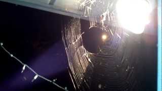 Big Spiders and Spider Webs All Over My House [upl. by Ammamaria35]