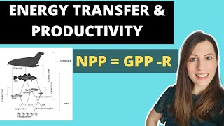 ENERGY TRANSFER amp PRODUCTIVITY Alevel Biology NPP  GPPR [upl. by Inot]