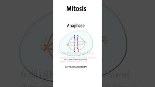 Mitosis Animation science medicalanimation celldivision biology mitosis cellbiology [upl. by Nolyarg]