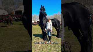 1 milion  horse horse bighorse stallion cal tophorses PromovariCaiRomania [upl. by Brasca426]