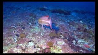 Hawaii marine life at Kure Atoll [upl. by Atteuqehs]