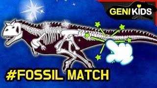 Dinosaurs Fossil Match 공룡 뼈 조립 카르노타우루스 티라노사우루스 코엘로피시스 딜로포사우루스★지니키즈 [upl. by Anabal]