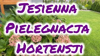 Jesienna pielęgnacja hortensji ogrodowej [upl. by Deeyn807]