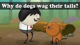 Why do dogs wag their tails  aumsum kids science education children [upl. by Nahallac]