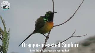 Stunning fynbos bird sings his heart out Orangebreasted Sunbird [upl. by Arbmahs]