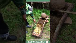 Best working day 2193 The process of removing honeycomb from a beehive in the form of logs [upl. by Terrie673]