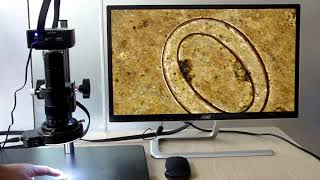 1080P HDMI USB CMount 4K Microscope Video Camera lapsuncom [upl. by Berkin183]