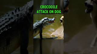 CROCODILE ATTACK ON DOG shorts [upl. by Solenne295]