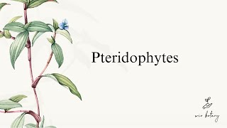 Pteridophytes  Complete  NEET [upl. by Snave]