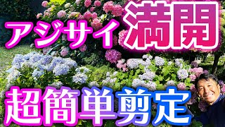 【満開！アジサイの簡単剪定 】プロの庭師が教える、紫陽花の簡単な剪定方法！初心者でもお庭のアジサイが綺麗な花をたくさん咲かせる事ができる紫陽花のお手入れ方法で、お庭をお洒落で美しく保ちましょう！ [upl. by Assennav]