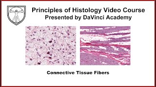 Connective Tissue Fibers Histology Connective Tissue Histology Part 1 of 3 [upl. by Ellerrad]