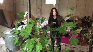 Chicago Hardy Fig  How to Grow Care For amp Store in Containers from Campbells Freedom Farm [upl. by Xuerd352]