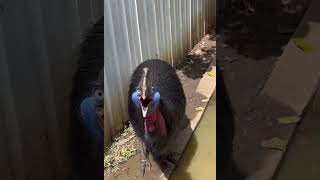 This is a cassowary it is recognized as the most dangerous bird [upl. by Manon]