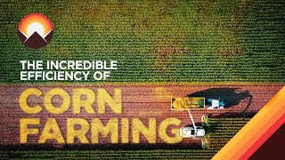 The Incredible Logistics Behind Corn Farming [upl. by Aicilif561]