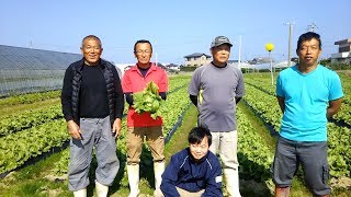 【モスバーガー 産地だより】2017年12月（熊本県／レタス） [upl. by Yecal]