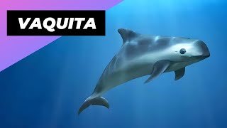 Vaquita 🐬 The Smallest amp Rarest Marine Mammal [upl. by Llemij]