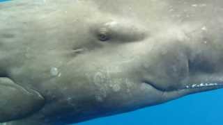 Eye to Eye with a Sperm Whale [upl. by Adnav296]