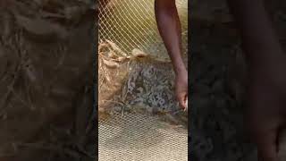 Shrimp farming youtubeshorts Shrimp shortvideos viral video trending shorts [upl. by Najed]