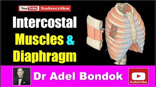 Intercostal Muscles and Diaphragm Dr Adel Bondok [upl. by Taimi]