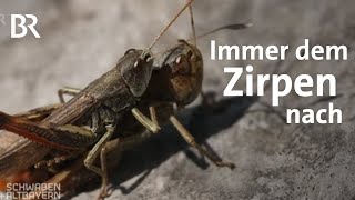 Der Sound des Sommers Heuschrecken im Nationalpark Berchtesgaden  Schwaben  Altbayern  BR [upl. by Ilrebmik]