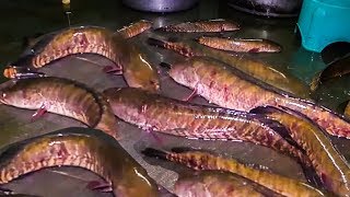 Red Snapper Fish Curry Making For 1000 People  500 YEARS OLD COOKING STYLE  KORRAMENU FISH RECIPE [upl. by Naggem]