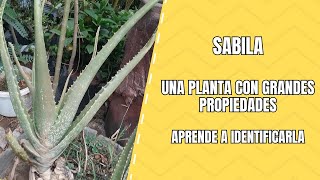 Sábila Aprende a Identificarla [upl. by Eleazar382]