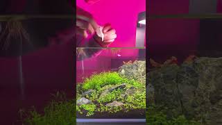 Would you Dare To Try this with your Betta Fish [upl. by Elyod]