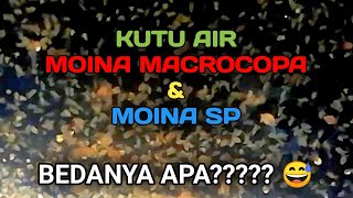 Kutu air moina MACROCOPA dan moina sp Apa bedanya [upl. by Yrrok]