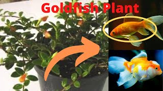 Nematanthus Goldfish Plant Houseplant Propagation [upl. by Kina]