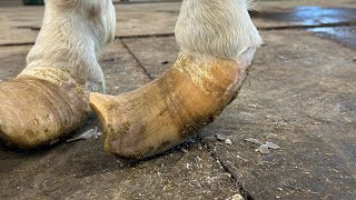 DEFORMED HOOF Transformation [upl. by Bolen]