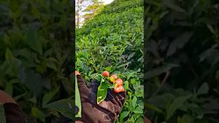 চা পাতা চুরি 🏃 কচি চা পাতার সেই গন্ধ 🌱 tealeaf tea শ্রীমঙ্গল চাবাগান [upl. by Avilla]