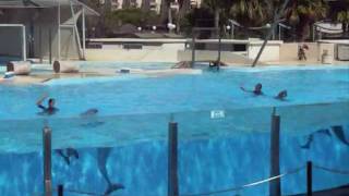 La Pineda Aquopolis Dolphinarium [upl. by Noyes]