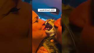 cat pets funny [upl. by Lucine]