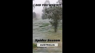 Spider Season in Australia  Spider rain phenomenon explained shorts spider spiderseason [upl. by Malda]